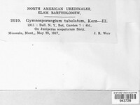 Gymnosporangium bethelii image